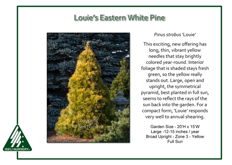 Pinus strobus 'Louie'