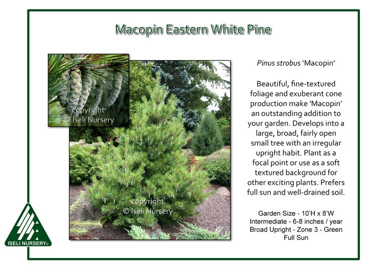 Pinus strobus 'Macopin'