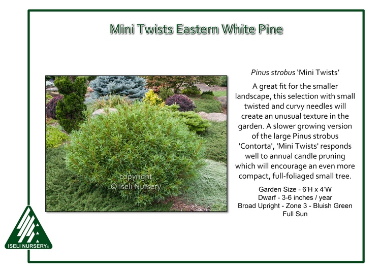 Pinus strobus 'Mini Twists'