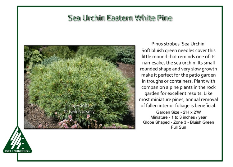 Pinus strobus 'Sea Urchin'