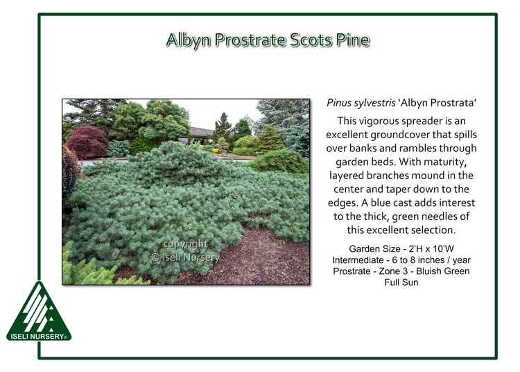 Pinus sylvestris 'Albyn Prostrata'