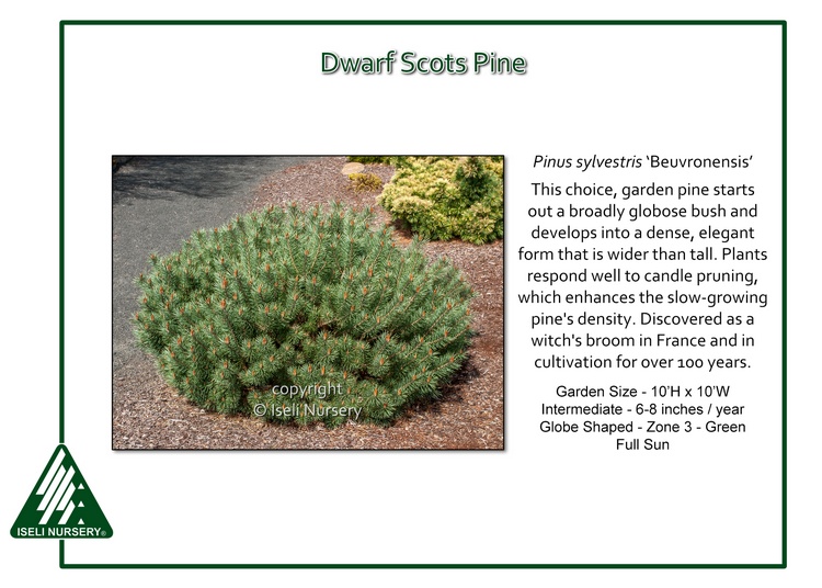 Pinus sylvestris 'Beuvronensis'