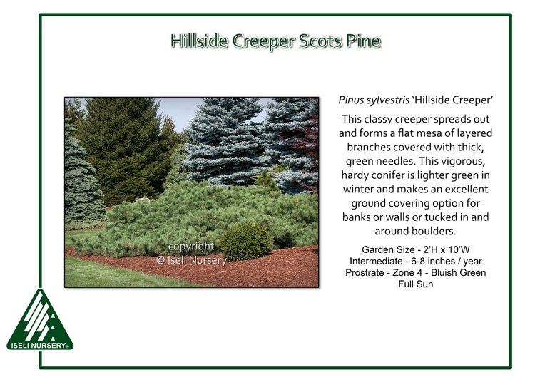 Pinus sylvestris 'Hillside Creeper'