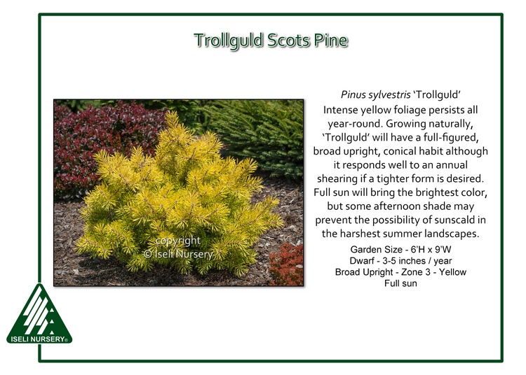 Pinus sylvestris 'Trollguld'