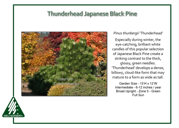 Pinus thunbergii 'Thunderhead'