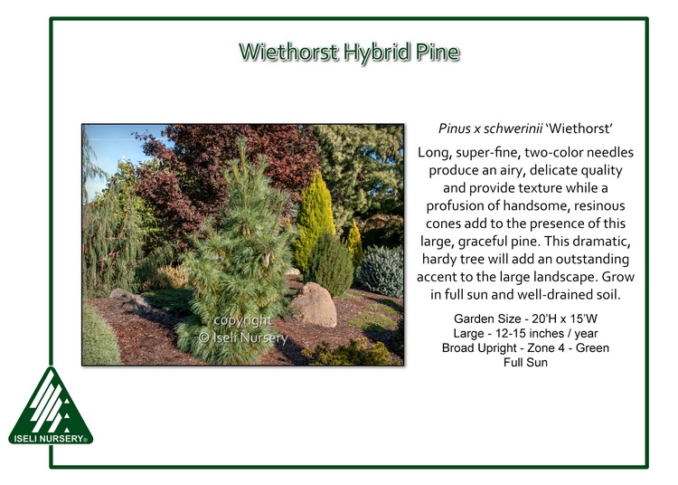 Pinus x schwerinii 'Wiethorst'