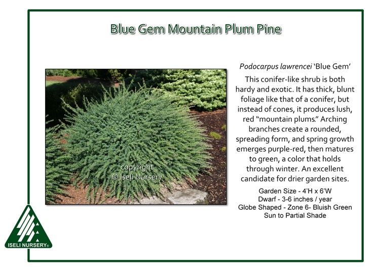 Podocarpus lawrencei 'Blue Gem'