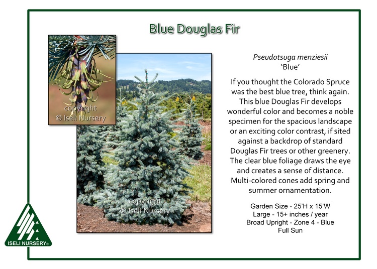 Pseudotsuga menziesii 'Blue'