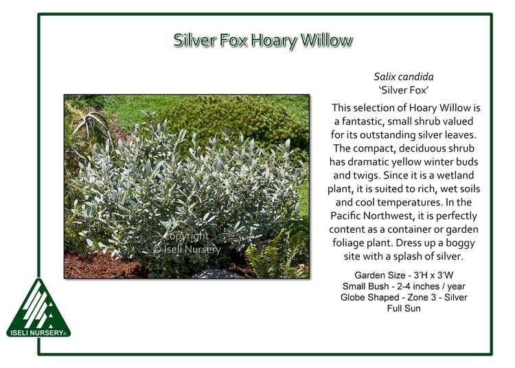 Salix candida 'Silver Fox'