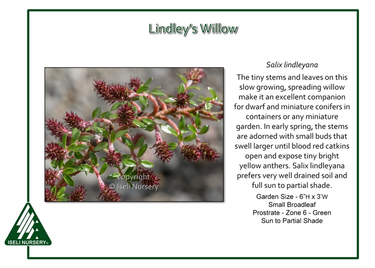 Salix lindleyanna