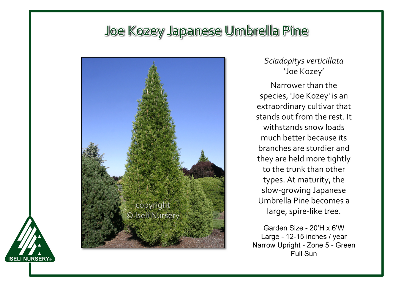 Sciadopitys verticillata 'Joe Kozey' - Iseli Nursery