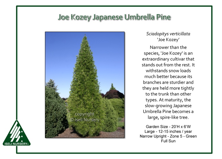 Sciadopitys verticillata 'Joe Kozey'
