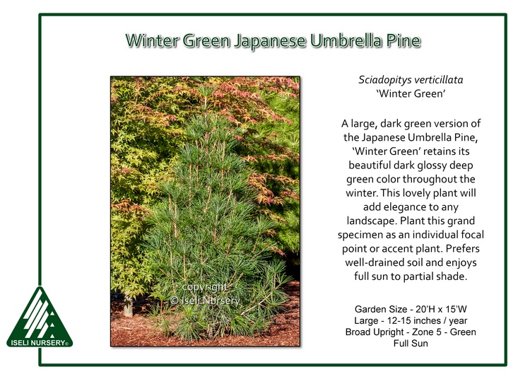 Sciadopitys verticillata 'Winter Green'