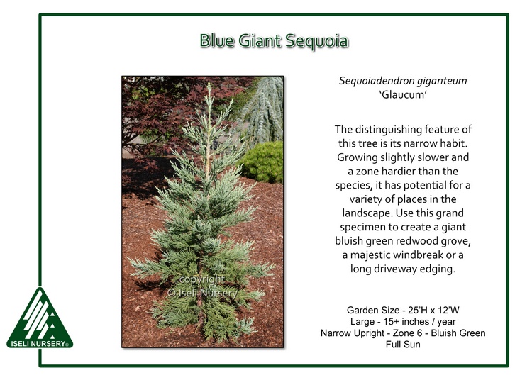 Sequoiadendron giganteum 'Glaucum'