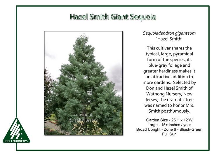 Sequoiadendron giganteum 'Hazel Smith'