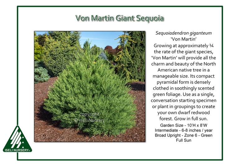 Sequoiadendron giganteum 'Von Martin'