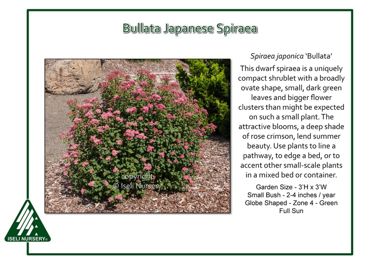 Spiraea japonica 'Bullata'