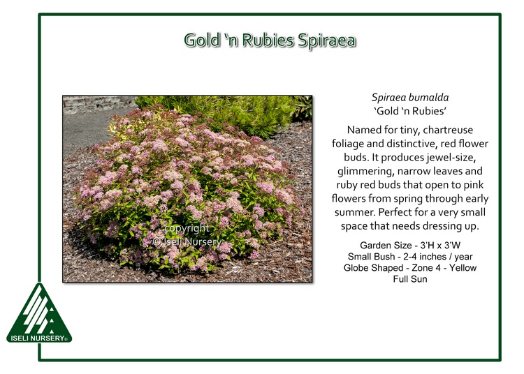 Spiraea x bumalda 'Gold 'n Rubies'