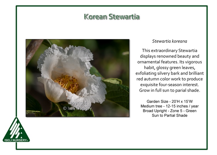 Stewartia koreana