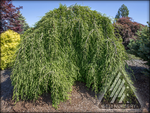 Taxodium distichum 'Cascade Falls'