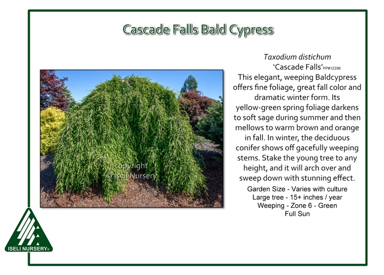 Taxodium distichum 'Cascade Falls'