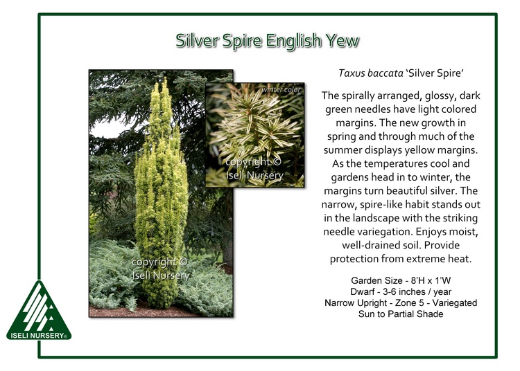 Taxus baccata 'Silver Spire'