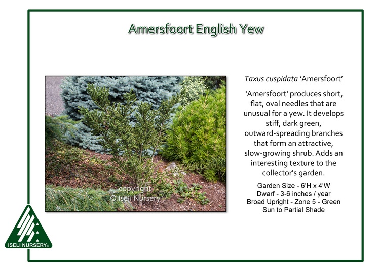 Taxus cuspidata 'Amersfoort'