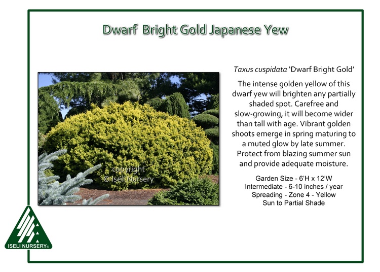 Taxus cuspidata 'Dwarf Bright Gold'