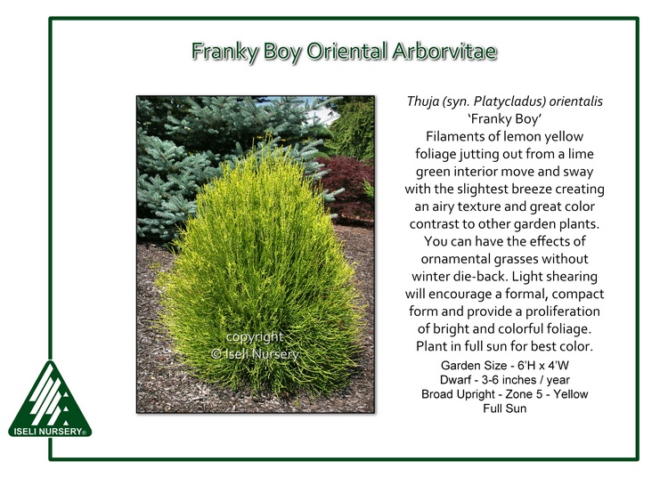 Thuja (Platycladus) orientalis 'Franky Boy'