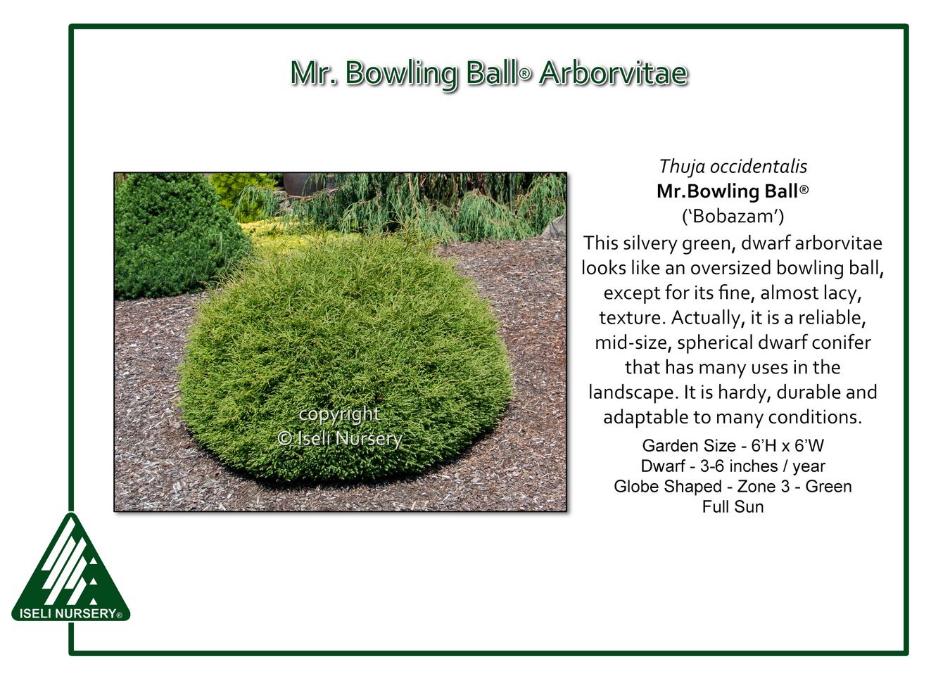 Image of Juniper companion plant for Mr Bowling Ball arborvitae