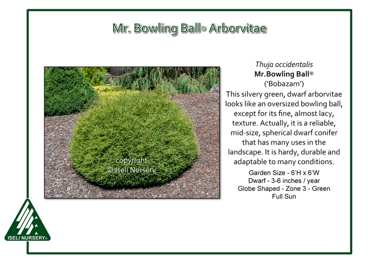 Thuja occidentalis Mr. Bowling Ball® ('Bobazam')