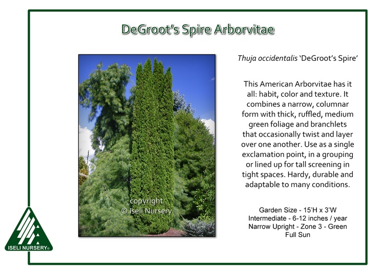 Thuja occidentalis 'DeGroot's Spire'