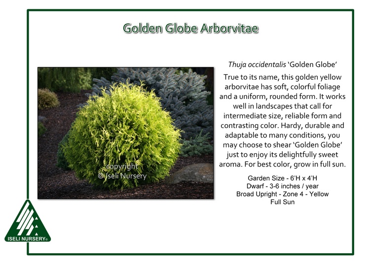 Thuja occidentalis 'Golden Globe'