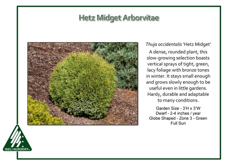 Thuja occidentalis 'Hetz Midget'