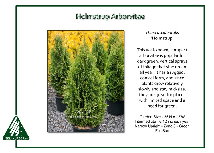 Thuja occidentalis 'Holmstrup'