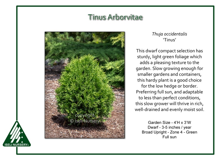 Thuja occidentalis 'Tinus'