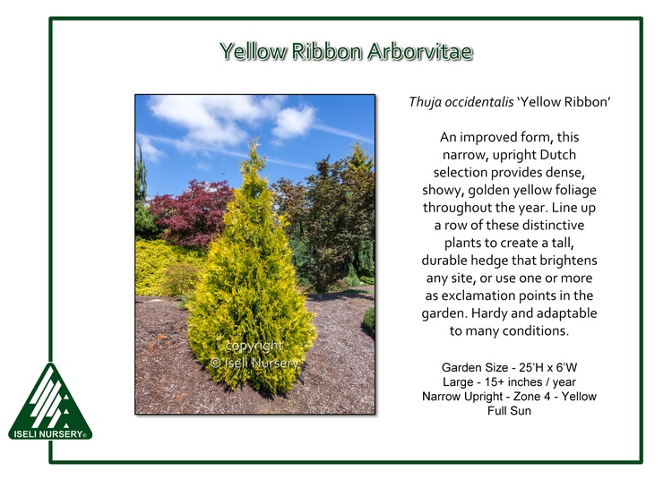 Thuja occidentalis 'Yellow Ribbon' - Iseli Nursery