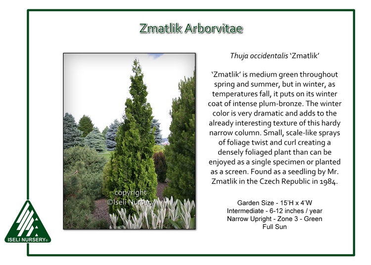 Thuja occidentalis 'Zmatlik'