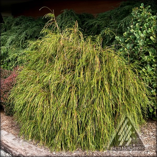 Thuja plicata 'Whipcord'