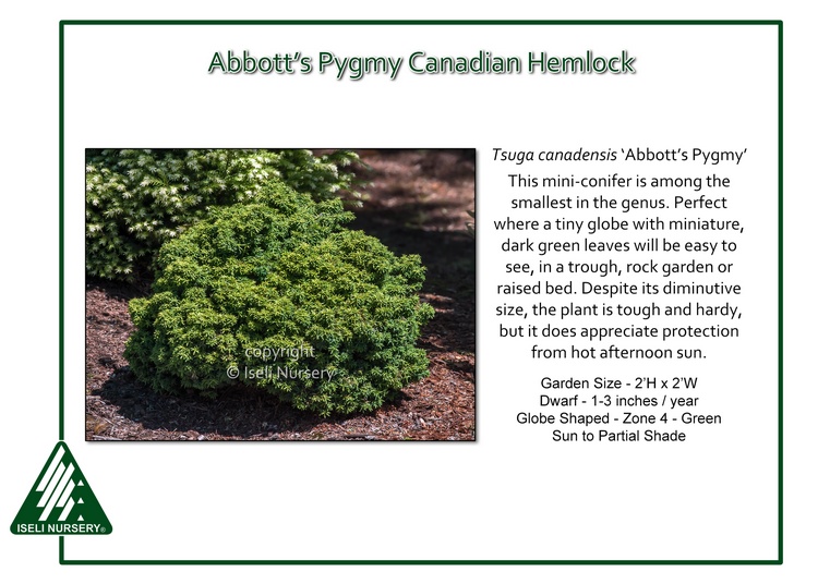 Tsuga canadensis 'Abbott's Pygmy'