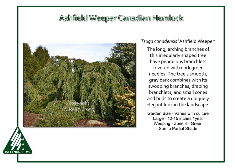 Tsuga canadensis 'Ashfield Weeper'