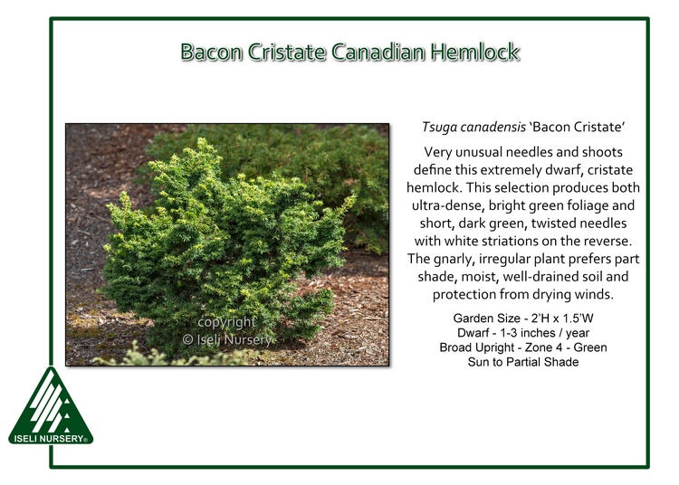 Tsuga canadensis 'Bacon Cristate'