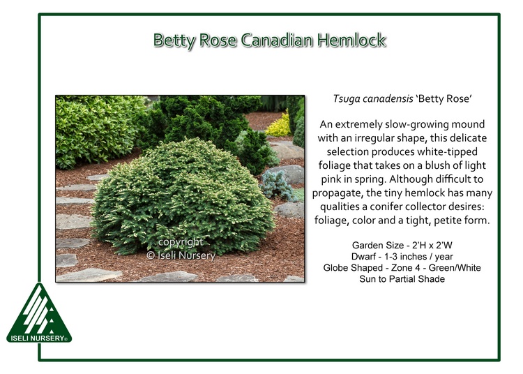 Tsuga canadensis 'Betty Rose'