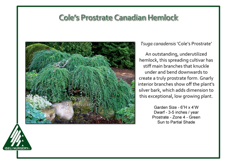 Tsuga canadensis 'Cole's Prostrate'