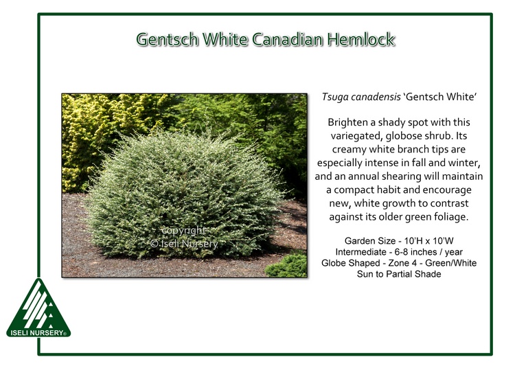 Tsuga canadensis 'Gentsch White'