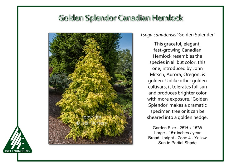 Tsuga canadensis 'Golden Splendor'