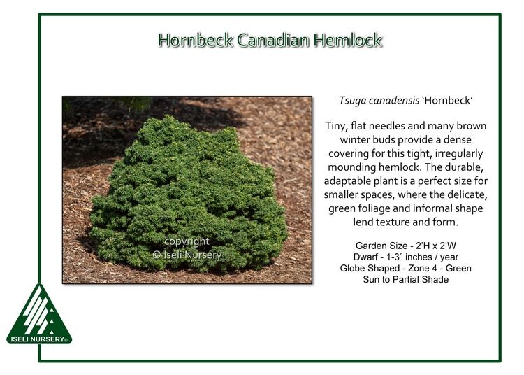 Tsuga canadensis 'Hornbeck'