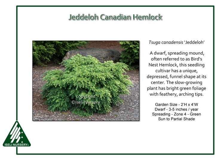 Tsuga canadensis 'Jeddeloh'