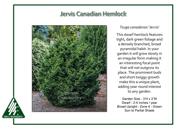 Tsuga canadensis 'Jervis'