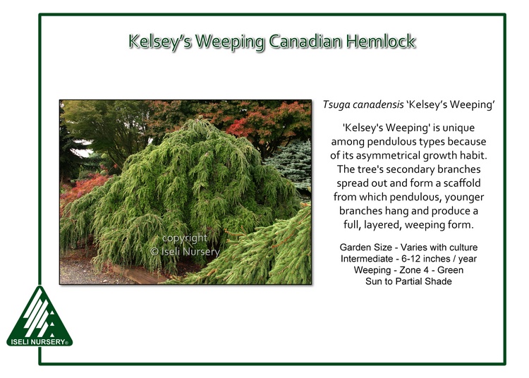 Tsuga canadensis 'Kelsey's Weeping'